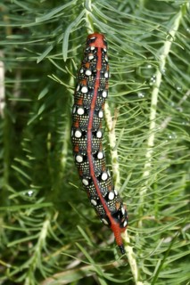 Spurge hawk-moth