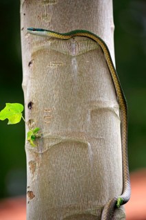 Leptophis ahaetulla