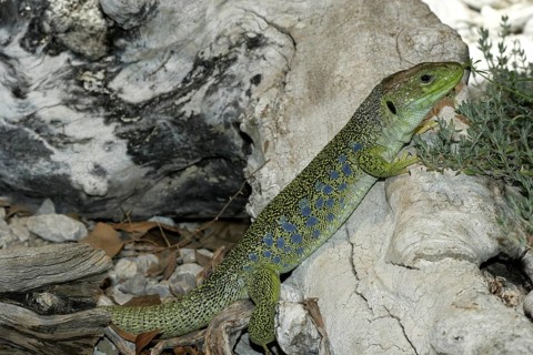 Pearl Lizard