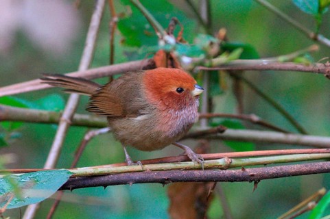 Brown-winged Parrotbill