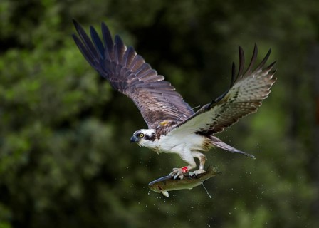 Osprey