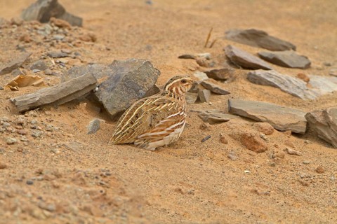 Common Quail