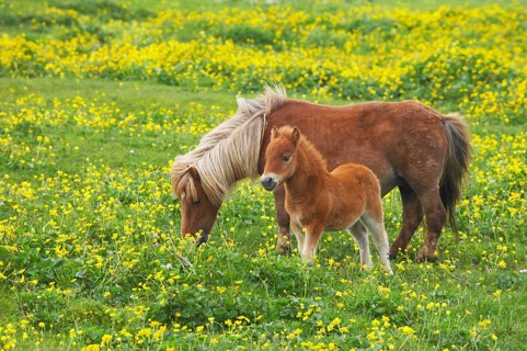 Shetland Pony