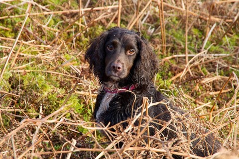 A Working Cocker Spaniel from the Blenheim Breed