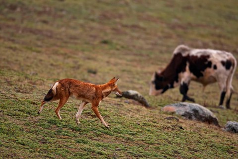 Ethiopian ethiopian wolf