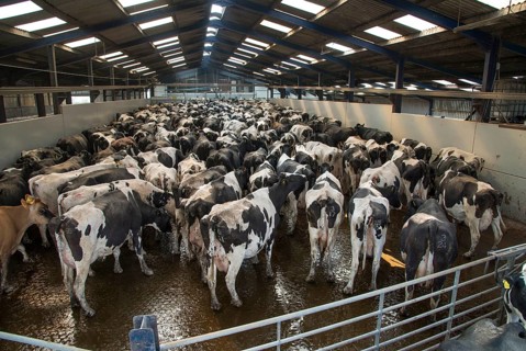 Dairy farming