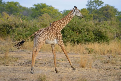 Thornicroft's Giraffe