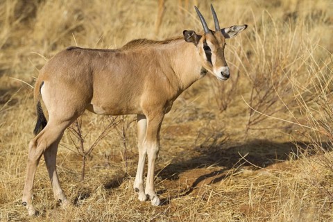 East african oryx