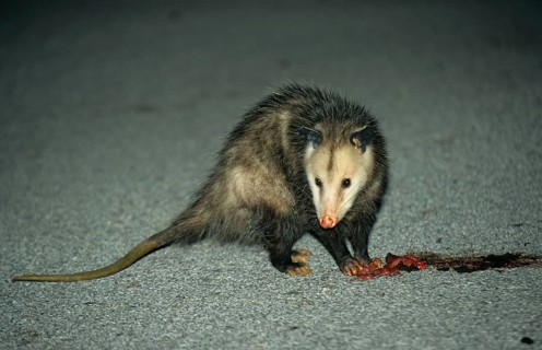 Virginian Opossum