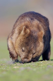 Naked-nosed wombat