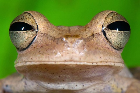 Guenther's Banded Tree Frog