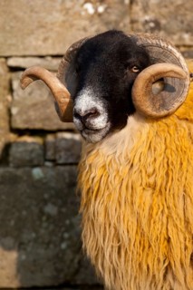 Domestic Sheep