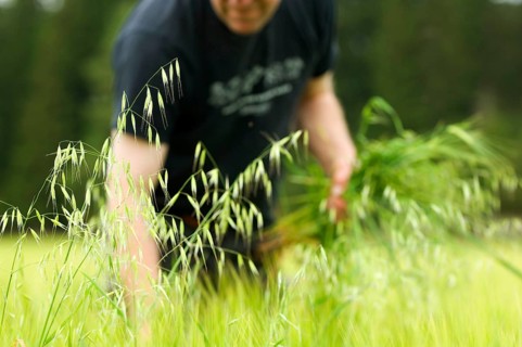 Farmer pulling wild oat