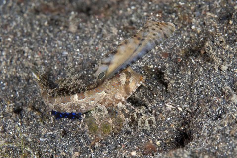 Kuiter's Dragonet