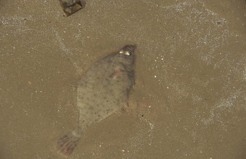 European Flounder