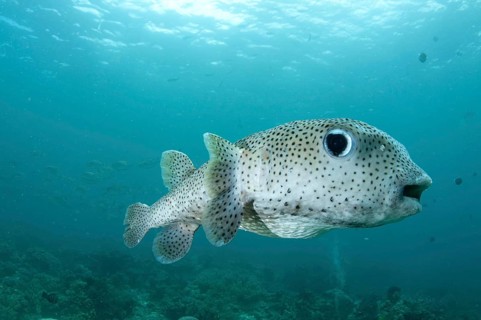 Star Pufferfish
