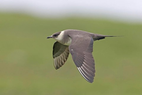Arctic Skua