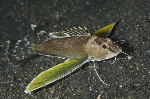 Bearded Waspfish