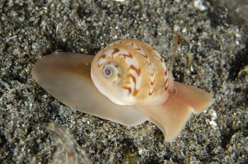 Beautifully banded moon snail
