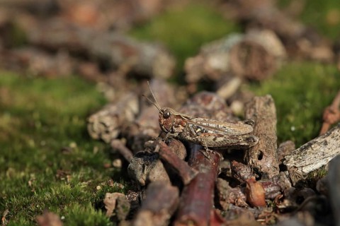 Spotted clubworm