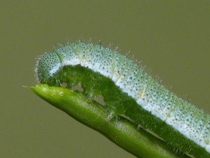 Caterpillar of the orange tip