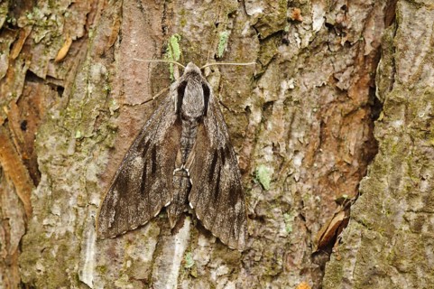Pine Hawkmoth