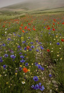 Cornflower