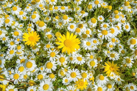 Corn Marigold