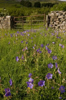 Flowering meadow cranesbill