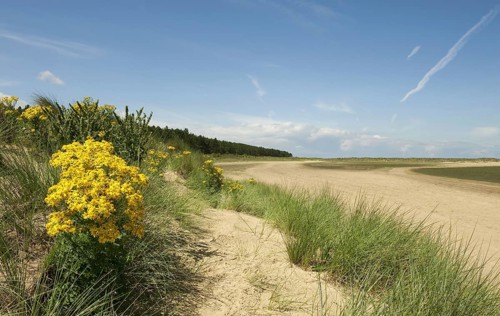 Common Ragwort