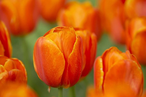 Tulip