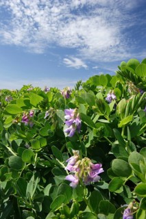 Sea Pea