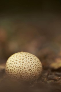 Fruiting body of the common terrestrial