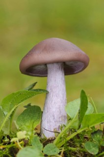 Flesh-brown blewit
