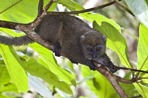 Eastern bamboo lemur