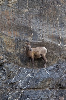 Bighorn sheep
