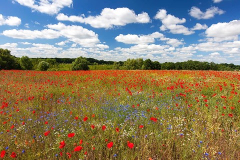 Corn poppies