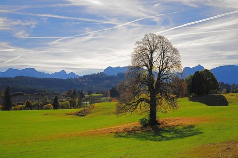 Linden tree