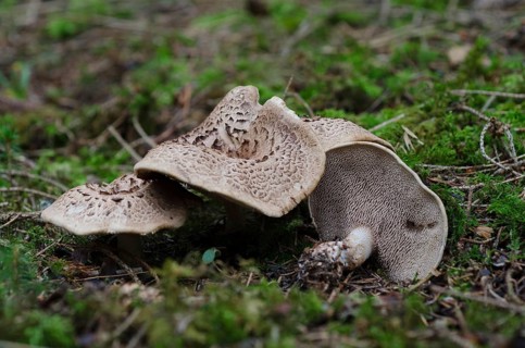 Hawk mushroom