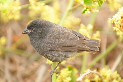 Small Ground Finch