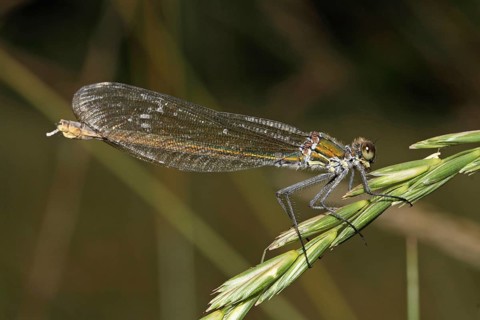 Banded demoiselle
