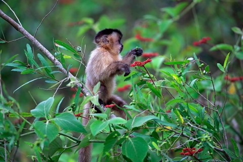 Tufted capuchin