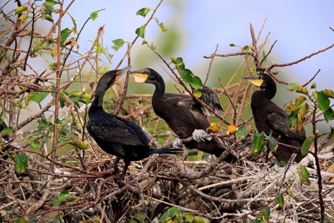 Olivaceous cormorant