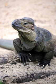 Rhinoceros iguana