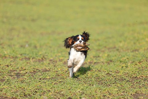 Cavalier King Charles Spaniel