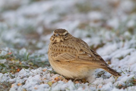 Crested Lark