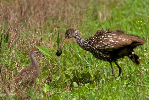 Limpkin crane