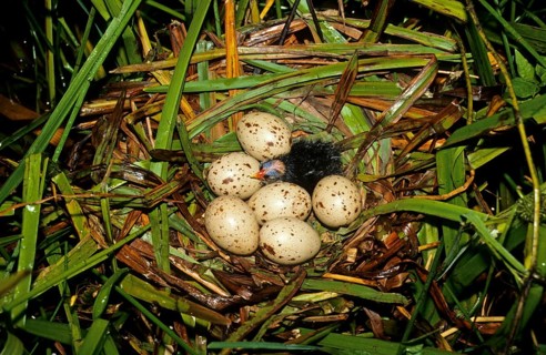 Moorhen