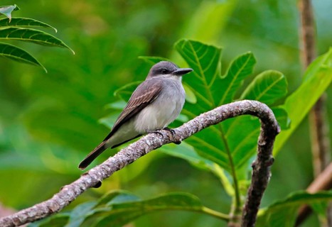Grey Kingbird