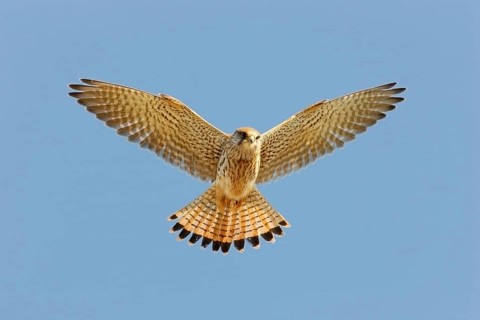 Common kestrel